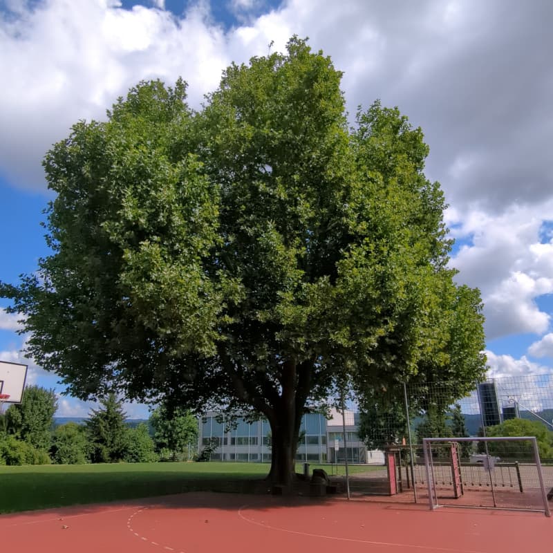 Baumkataster erstellen